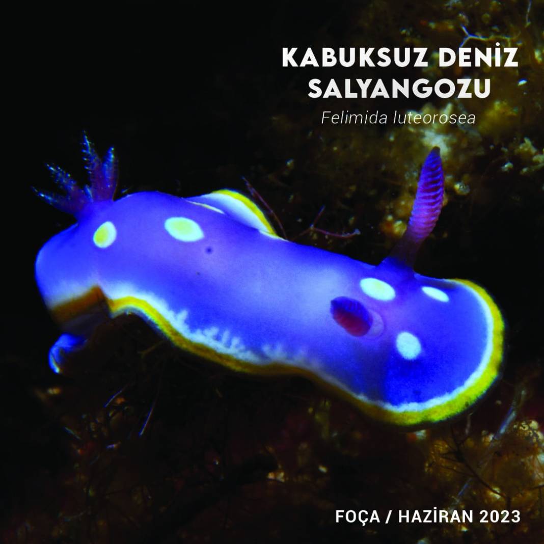 İzmir Körfezinde Biyolojik Çeşitlilik İzleme Çalışmaları Başlıyor 2